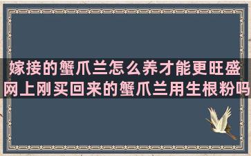 嫁接的蟹爪兰怎么养才能更旺盛 网上刚买回来的蟹爪兰用生根粉吗